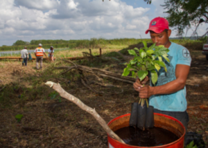 Planting Trees