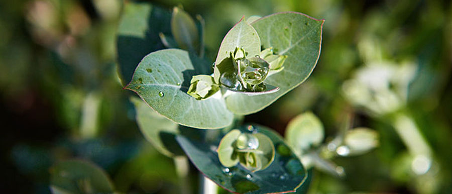 ne feuille, nature, flore, croissance, aucune personne, jardin, Ã©tÃ©, extÃ©rieur, gros plan, fleurs, nourriture, peu, fruit, arbre, fraÃ®cheur, herb, brillante, fines herbes, botanique, branche