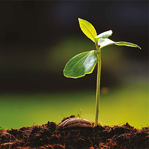 feuille, sol, en forme de boule, croissance, ne sprout, aucune personne, environnement, flore, nature, Ã©cologie, environnement, fertilitÃ©, gaulis, Ã©volution, arbre, jardin, bud, peu, racine, Ã  lâ€™extÃ©rieur